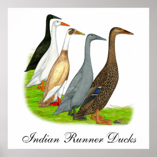 Poster Assortiment de canard de coureur
