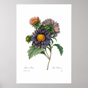 Poster Asters
