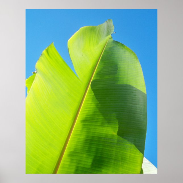 Poster Atteindre Sun (Devant)