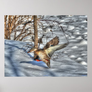 Poster Atterrissage du canard-Majard Photo de la faune