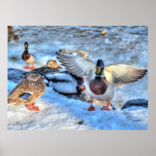 Poster Atterrissage du canard-Majard Photo de la faune