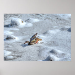 Poster Atterrissage du canard-Majard Photo de la faune