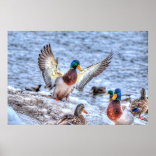 Poster Atterrissage du canard Mallard Drake Photo de la f