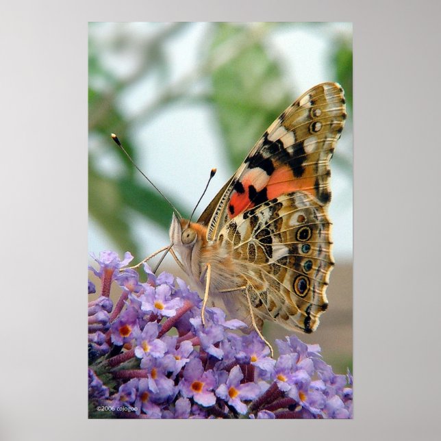 Poster "Attitude" (Devant)