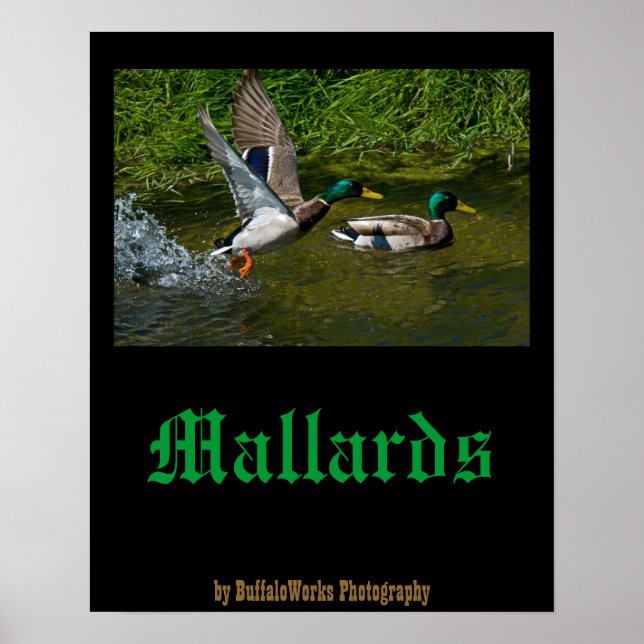 Poster au décollage de Mallard (Devant)