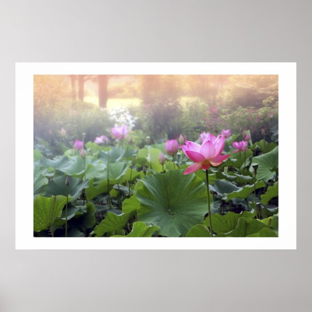 Poster Aube sur Lotus Pond (Devant)
