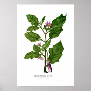 Poster Aubergine