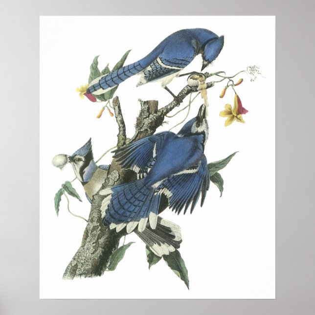 Poster Audubon Blue Jay (Devant)