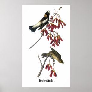 Poster Audubon Bobolink