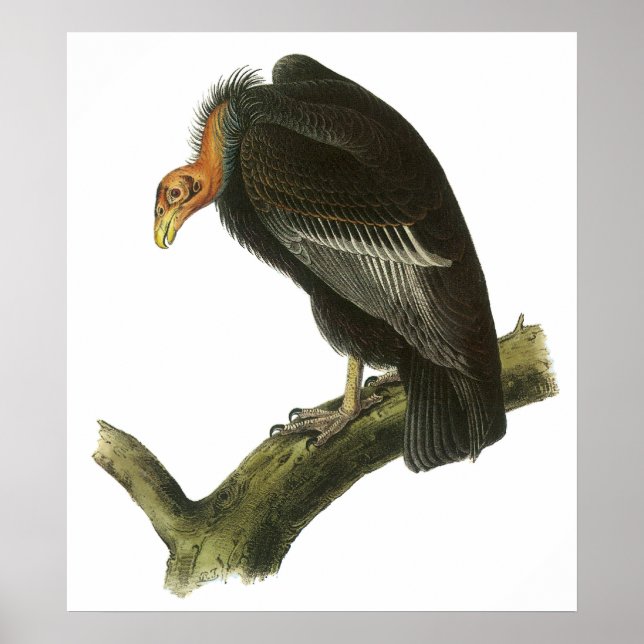 Poster Audubon California Condor (Devant)