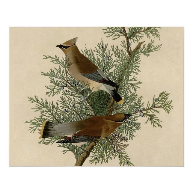 Poster Audubon Cèdre cire oiseau (Devant)