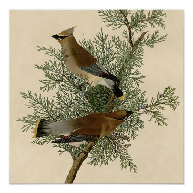 Poster Audubon Cèdre cire oiseau (Devant)