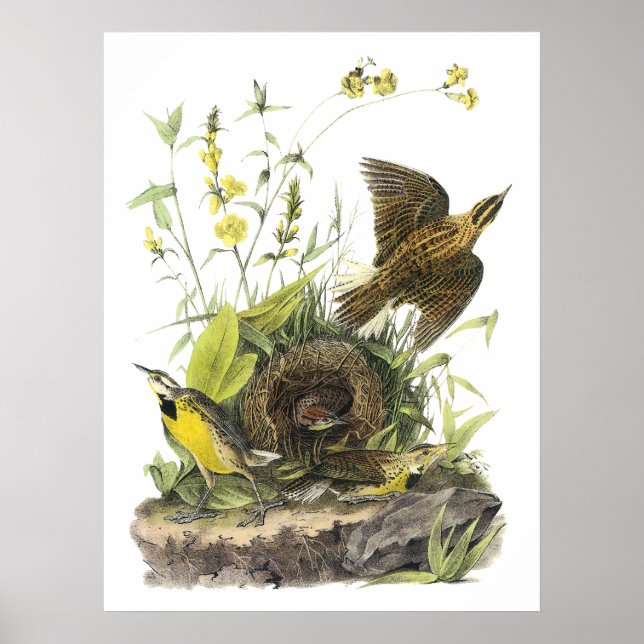 Poster Audubon Eastern Meadowlard (Devant)