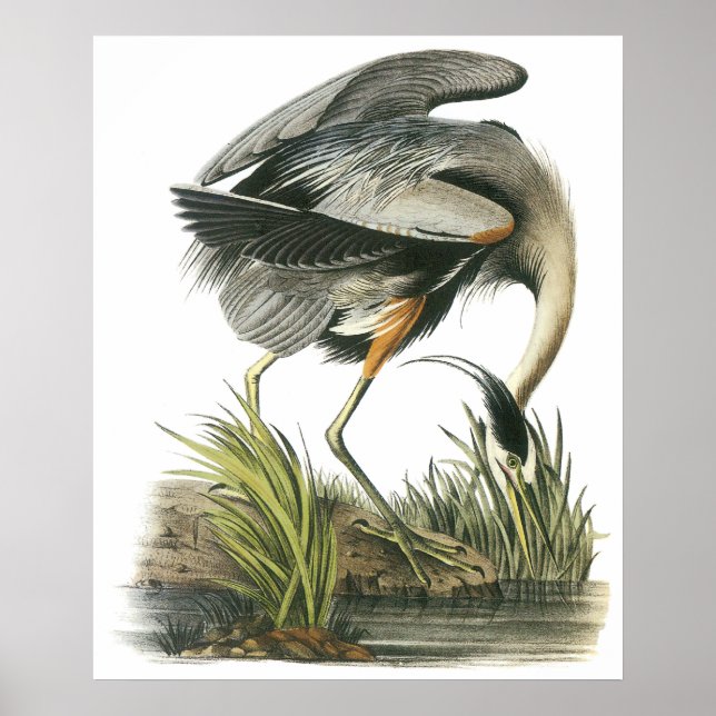 Poster Audubon Heron (Devant)