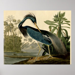 Poster Audubon Héron de Louisiane Oiseaux Amérique Art