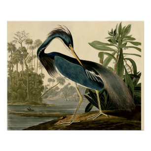 Poster Audubon Héron de Louisiane Oiseaux Amérique Art