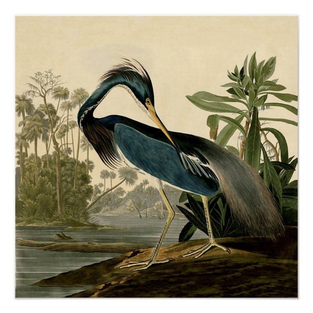 Poster Audubon Louisiana Heron Birds America Art (Devant)