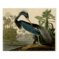 Audubon Louisiana Heron Birds America Art