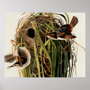 Poster Audubon Marsh Wren Bird Art