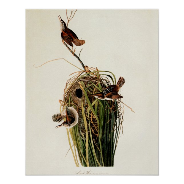 Poster Audubon Marsh Wren Bird Art (Devant)