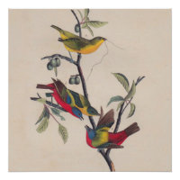 Audubon Peint Bunting Bird Wildlife