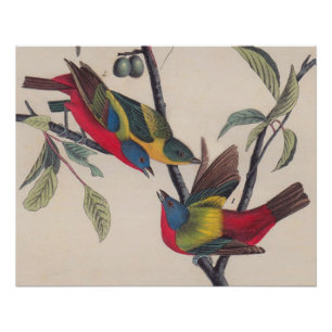 Poster Audubon Peint Bunting Bird Wildlife