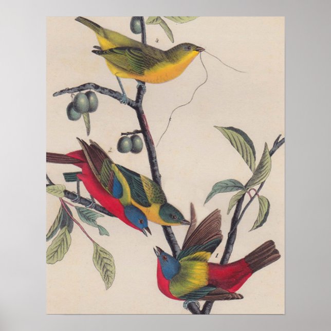Poster Audubon Peint Bunting Bird Wildlife (Devant)