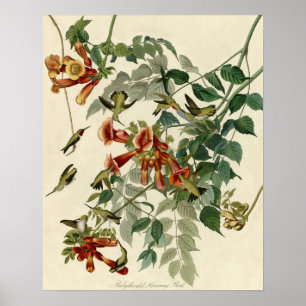 Poster Audubon Throsé de colibri