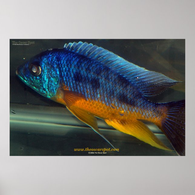 Poster Auloncara (Devant)