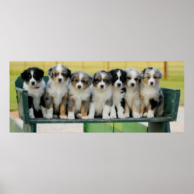 Poster Aussie Wagon Fun (Devant)