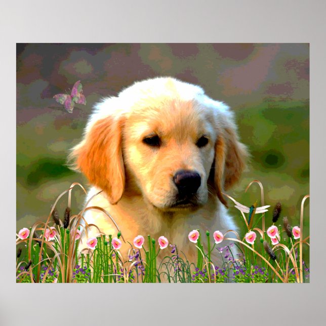 Poster Austin The Golden Labrador (Devant)