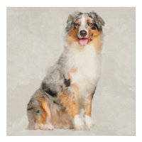 Australian Shepherd - Aquarelle bleu Merle