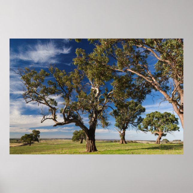 Poster Australie, Barossa Valley, Mount Pleasant (Devant)