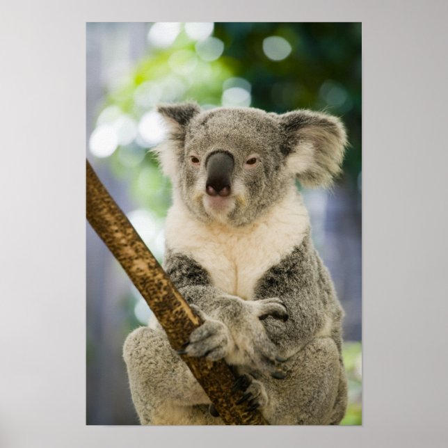 Poster Australie, Queensland, Brisbane, Fig Tree (Devant)