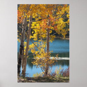 Poster Automne au lac Bear
