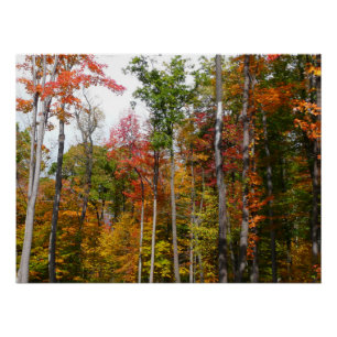 Poster Automne dans la forêt Colorée Photographie d'autom