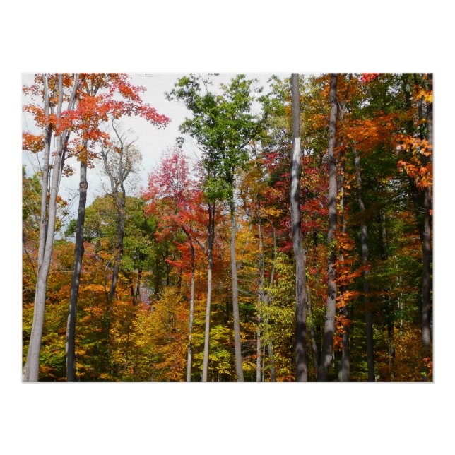 Poster Automne dans la forêt Colorée Photographie d'autom (Devant)