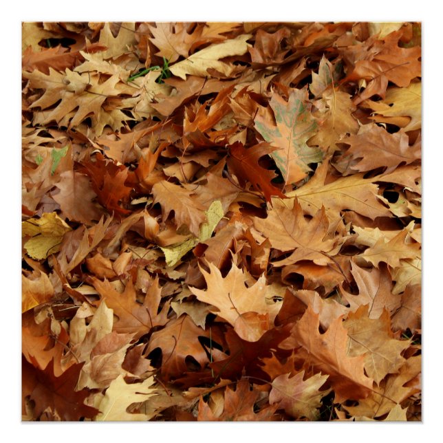 Poster automne, feuille sec (Devant)