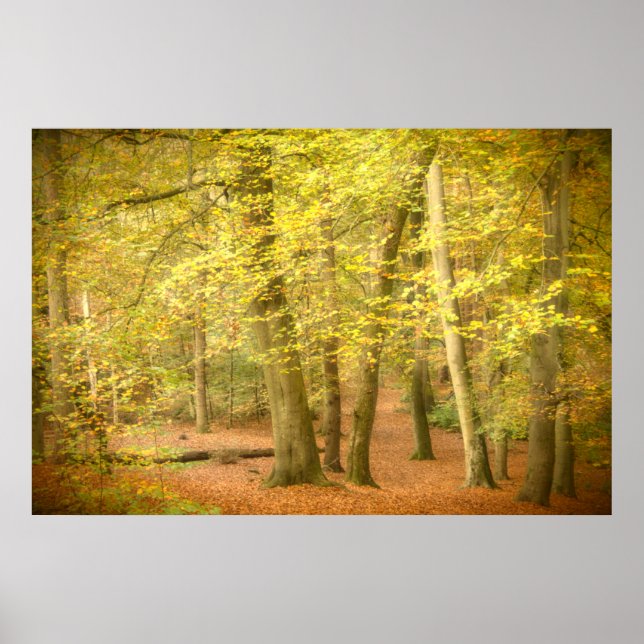 Poster Automne Woodland (4364) (Devant)
