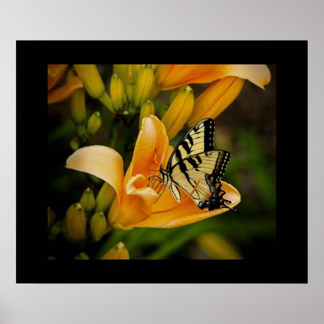 Poster aux papillons (Devant)