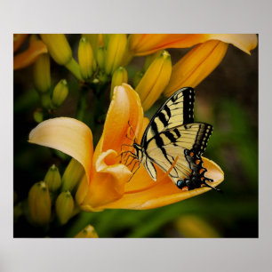 Poster aux papillons