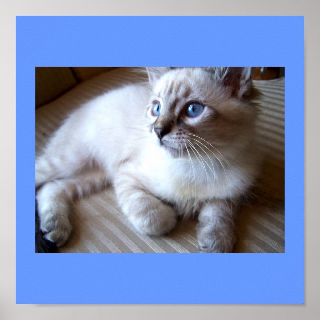 Poster aux yeux bleus (Devant)