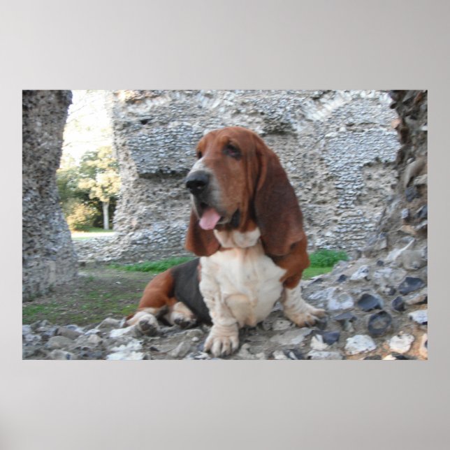 Poster Avec Basset Hound Castle Ruin Visite (Devant)