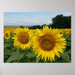 Poster avec le champ de tournesol