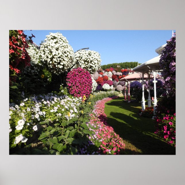 Poster avec pétunias colorés (Devant)