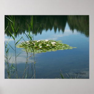 Poster avec une photo de fleurs blanches de lotus
