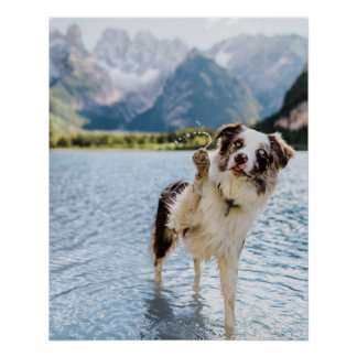 Poster Aventure de lac Border Collie Montagne Chien Voyag