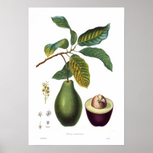 Poster Avocado (Persea americana)