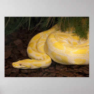 Poster Awesome Yellow Burmese Python