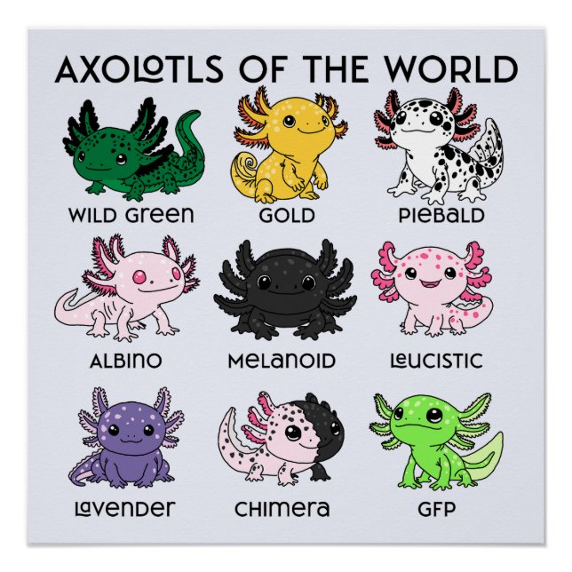 Poster Axolotls mignons du monde (Devant)